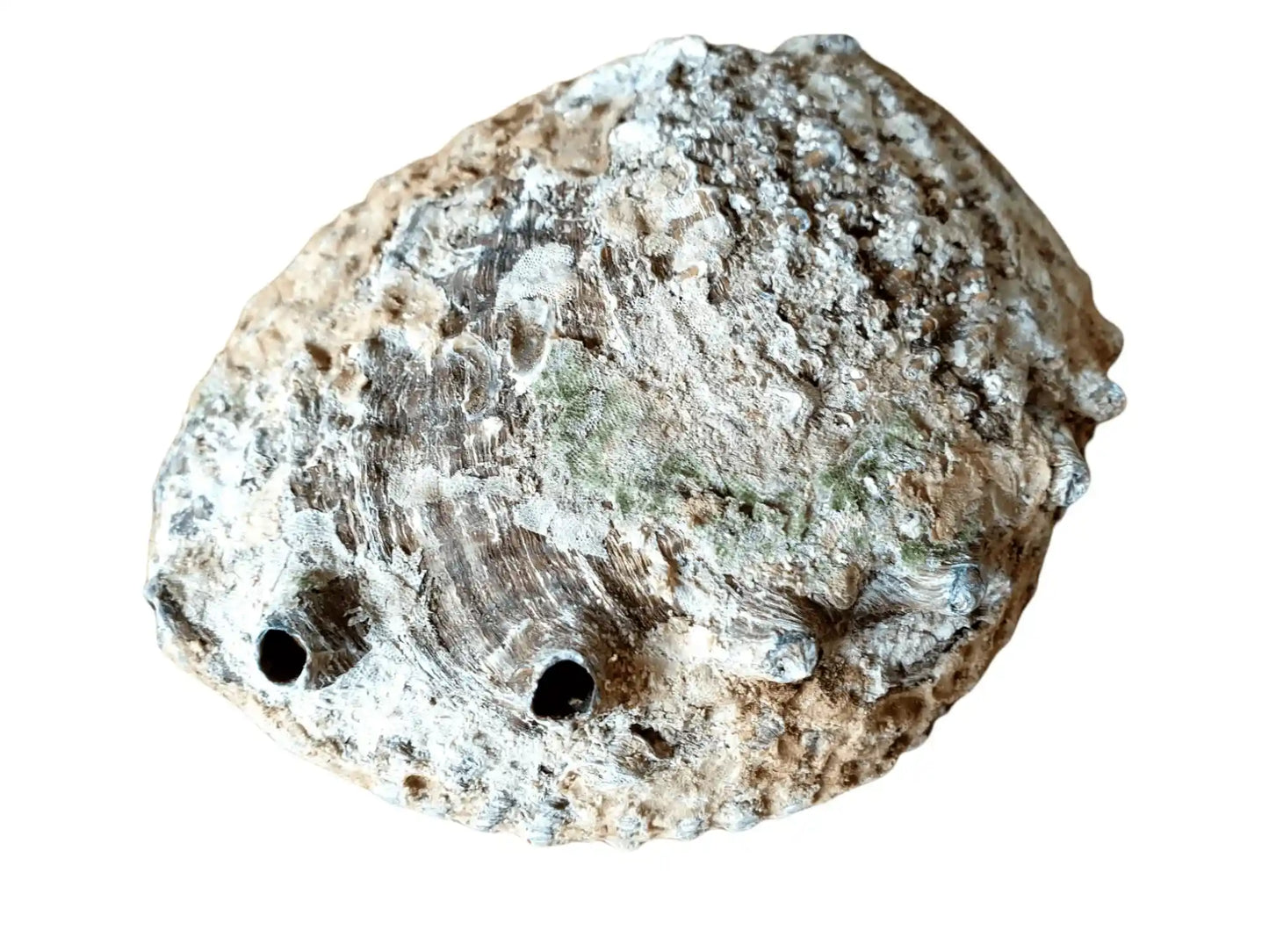 Large abalone shell water element with natural shell for ocean magic and cleansing rituals from The Witches Hollow UK