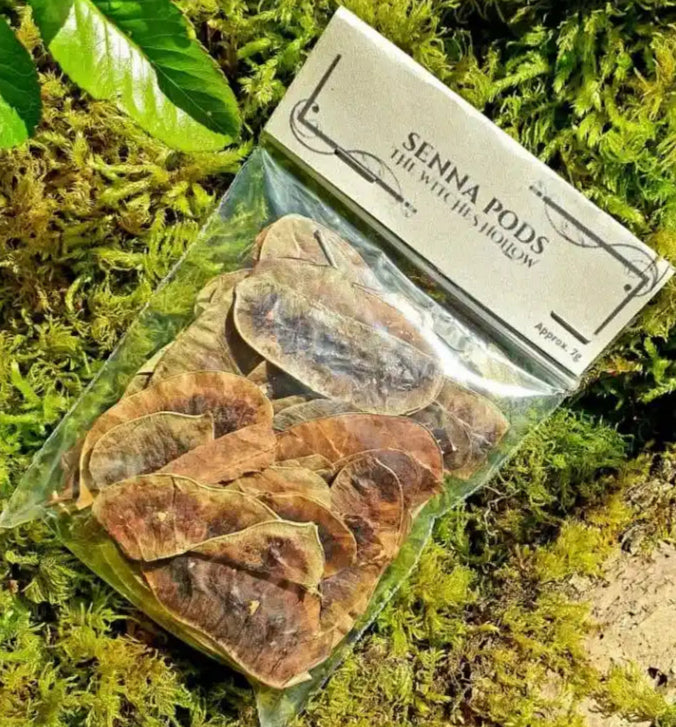 Senna pods dried herbs with cleansing pods for purification and detox magic from The Witches Hollow UK