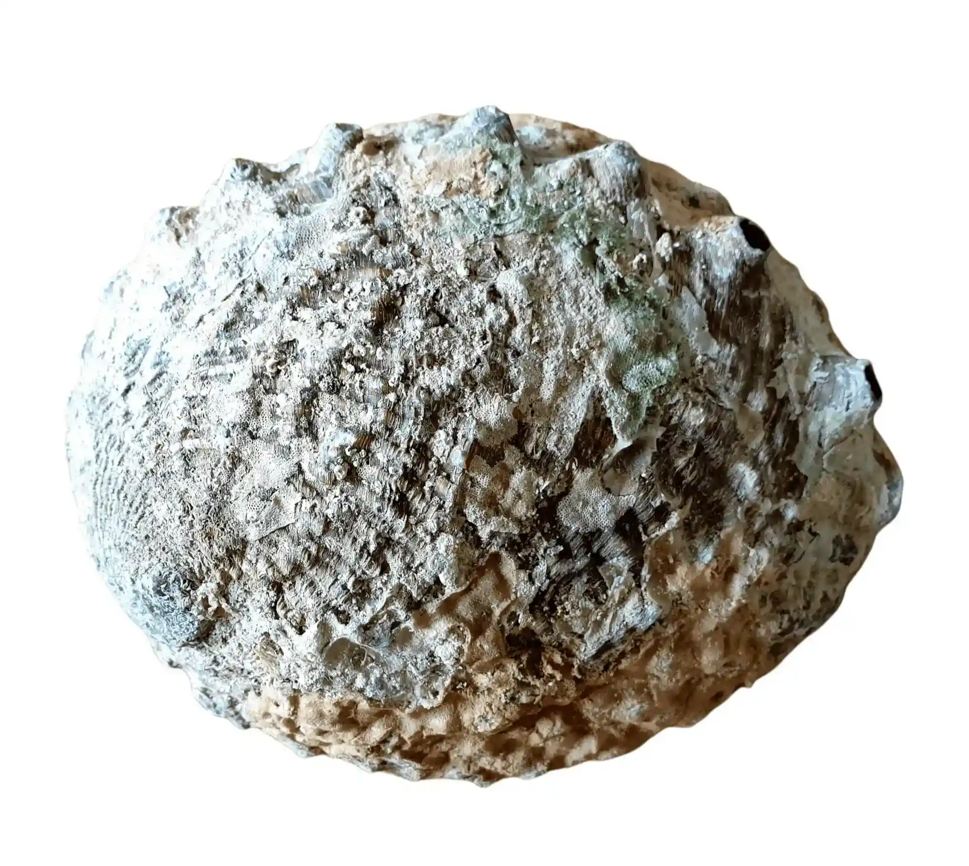 Large abalone shell smudging with natural iridescent shell for sage burning and cleansing from The Witches Hollow UK