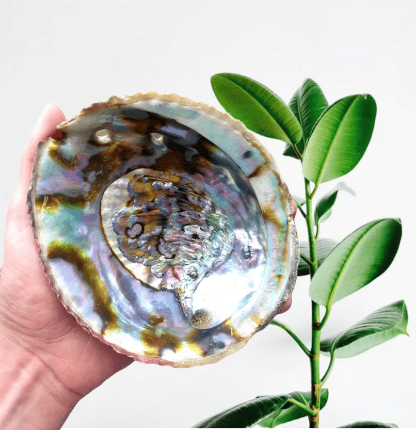 Natural large abalone shell for smudging ceremonies and water element rituals from The Witches Hollow UK