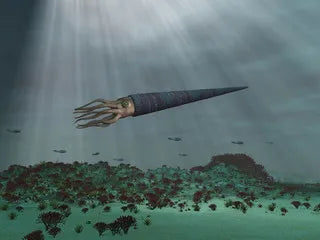 Orthoceras fossil pendant with prehistoric marine fossil for ancient wisdom and earth connection from The Witches Hollow UK